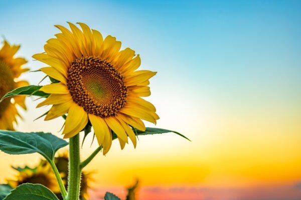 the secret life of sunflowers